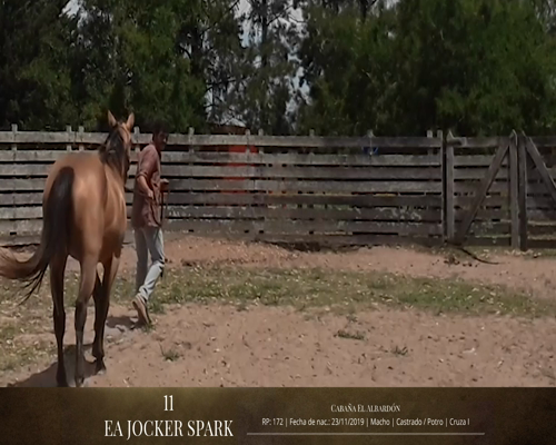 Lote Caballos a remate en 2da ESTA NOCHE BAYA, San José