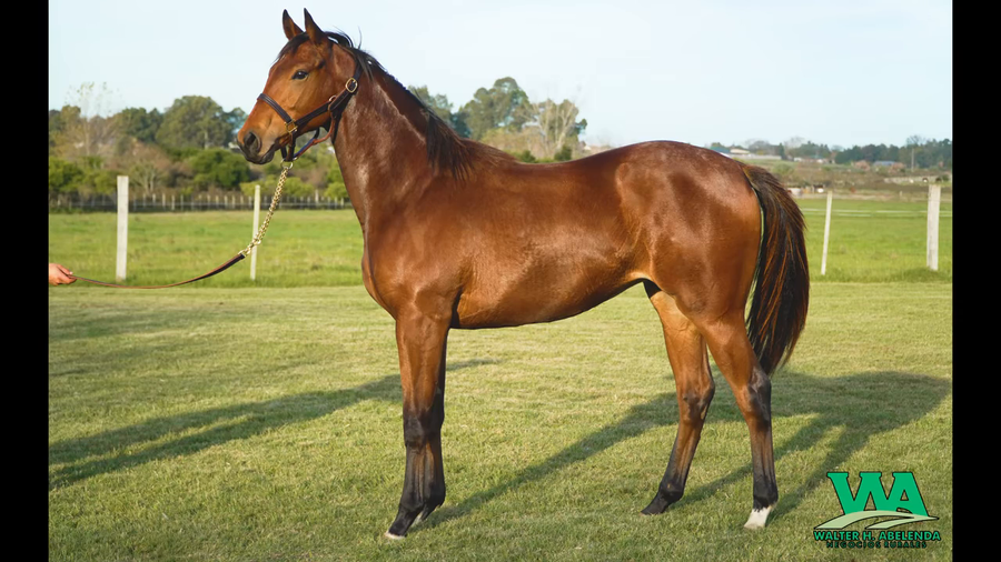 Lote QUEEN ORB