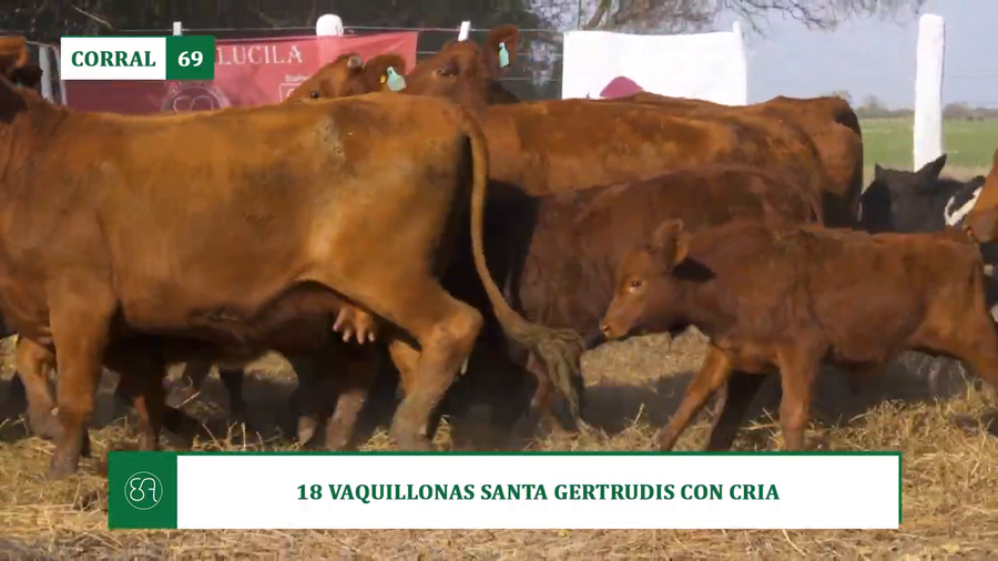 Lote 18 VAQUILLONAS SANTA GERTRUDIS CON CRIA