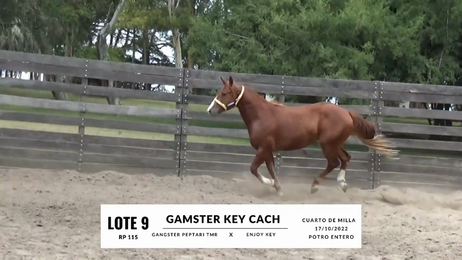 Lote GAMSTER KEY CACH