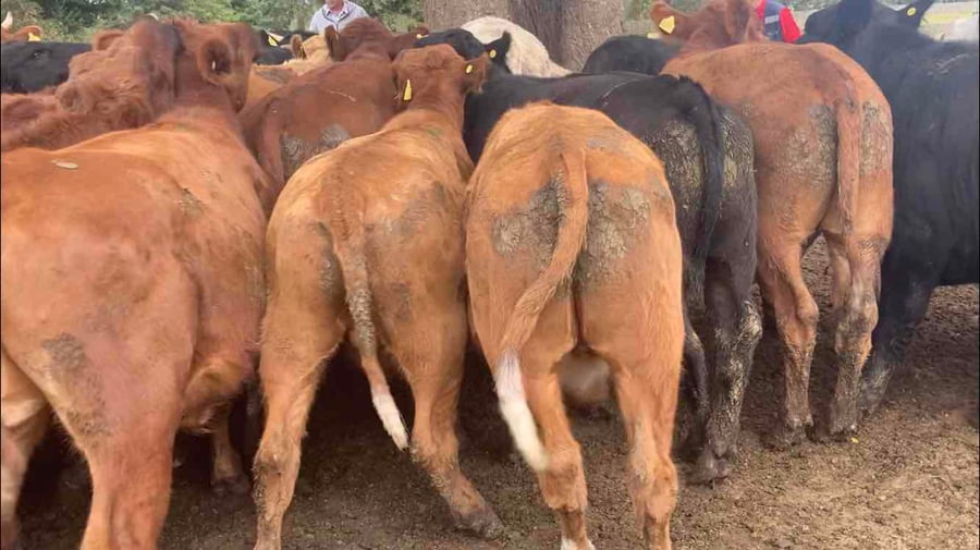 Lote 40 Novillo Engorda en Frutillar, X Región Los Lagos