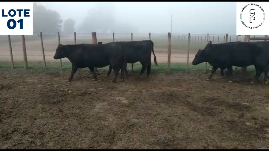Lote Lote 1 - Tres Molinos: Vaquillas (10 Ng y 2 col)