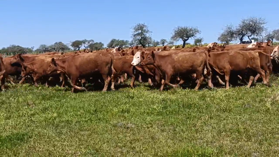 Lote 72 Terneras