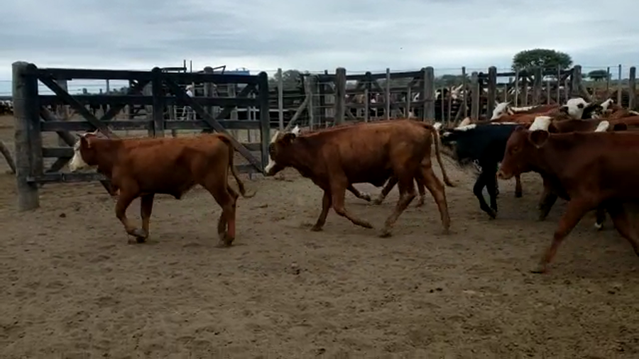 Lote 70 Terneras Braford en Villa Minetti, Santa Fe