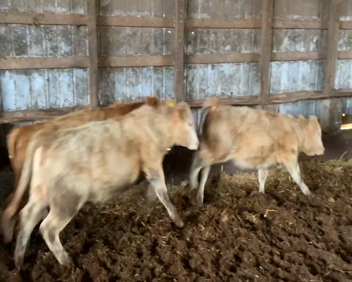 Lote 65 Vaquilla Engorda en Traiguén, IX Región Araucanía