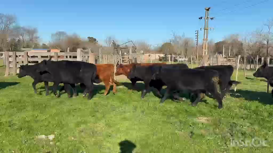 Lote 33 Terneros