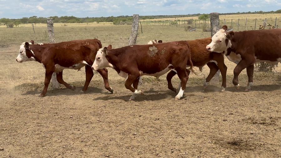 Lote 79 Terneros en Corrientes, Curuzu Cuatia
