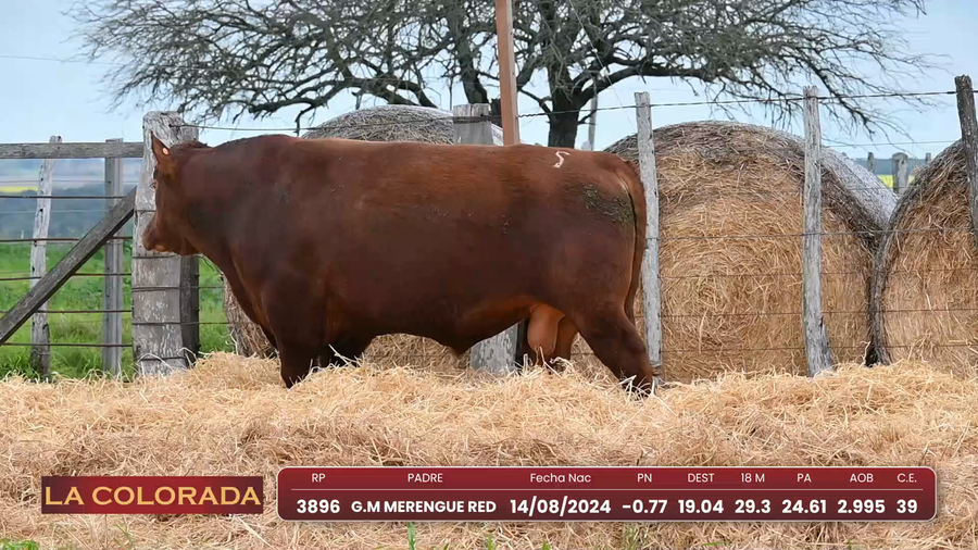 Lote Angus Morixe Coloradas