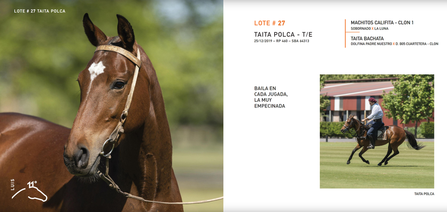 Lote TAITA POLCA - T/E (MACHITOS CALIFITA - CLON 1 - TAITA BACHATA)