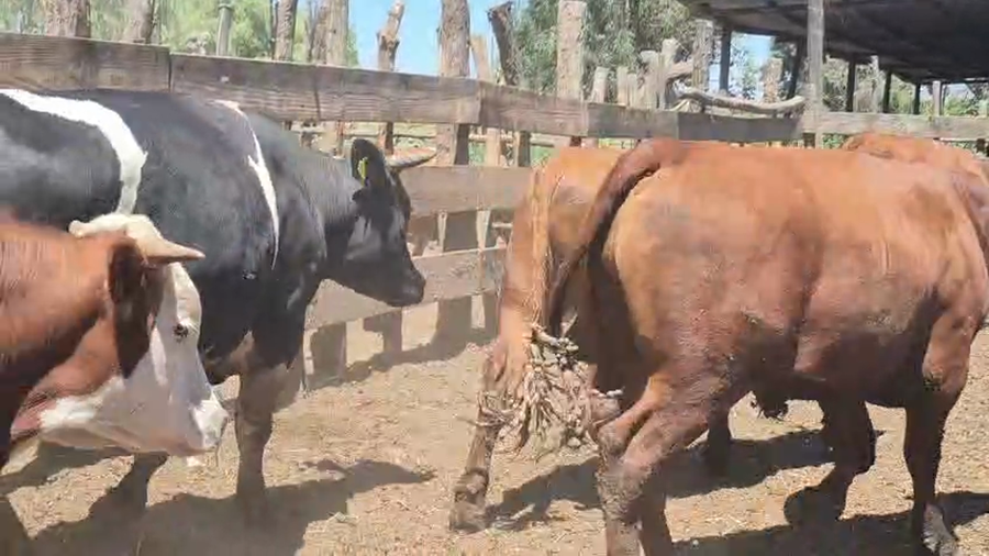 Lote 45 Novillo Gordo en Yerbas Buenas, VII  Región Maule