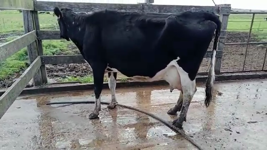 Lote (Vendido)Vacas de Invernada holando a remate en 5to remate por pantalla ENTRE MARTILLOS 470kg -  en Villa rodriguez