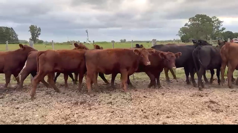 Lote 70 NOVILLITOS/VAQUILLONAS