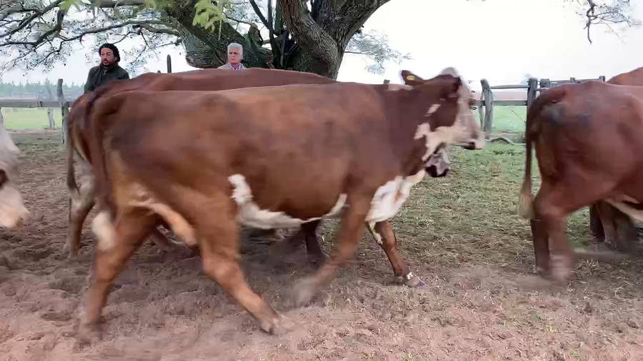 Lote 34 Vacas de invernar en Corrientes, Chavarría