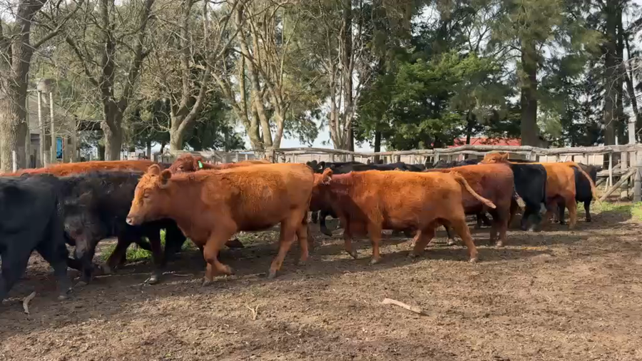 Lote 27 Vaquillonas preñadas