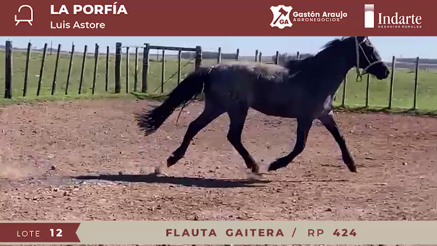 Lote FLAUTA GAITERA
