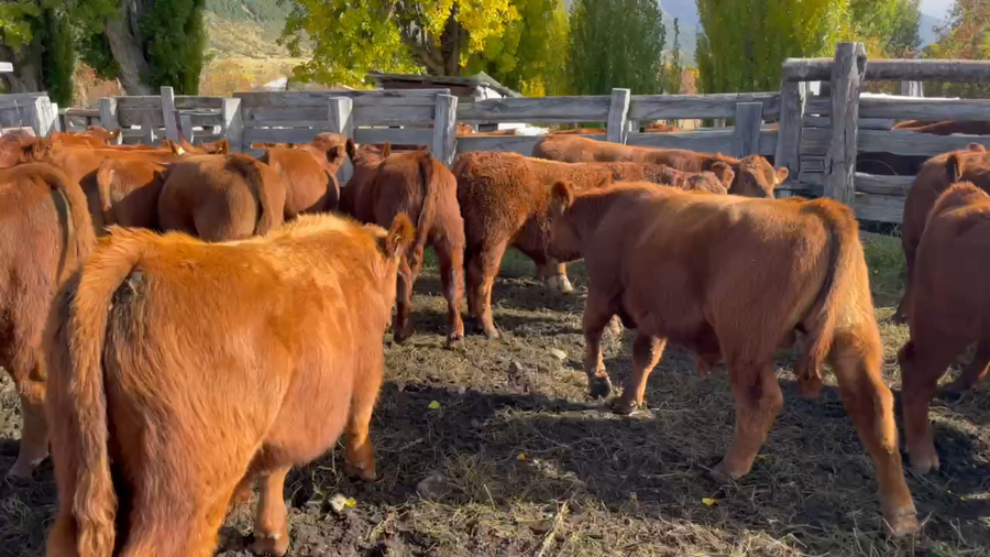 Lote 45 Ternero en Coyhaique, XI Región Aysén