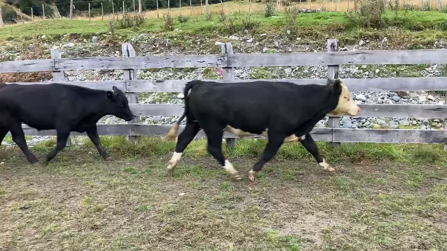 Lote 40 Novillo Engorda en Chile Chico, XI Región Aysén