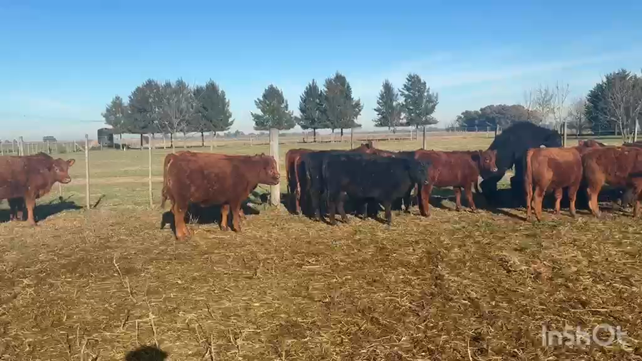 Lote 60 Terneros