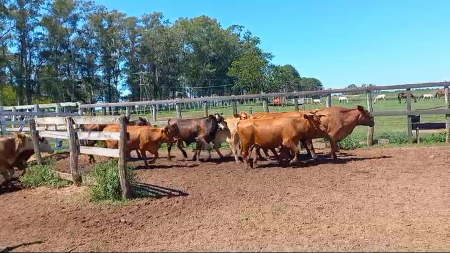 Lote 70 Novillos