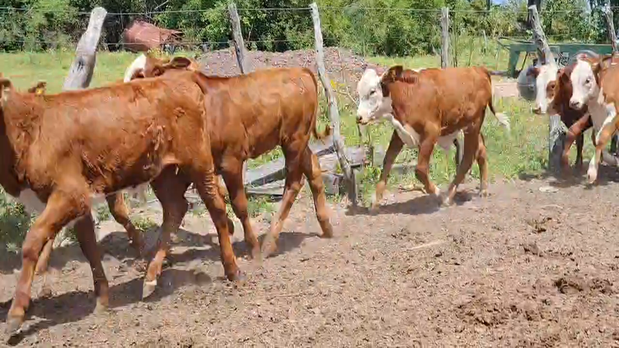 Lote 145 Terneras