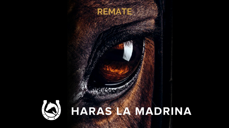 Lote HERDADDY (DADDY LONG LEGS - HERNIKA)