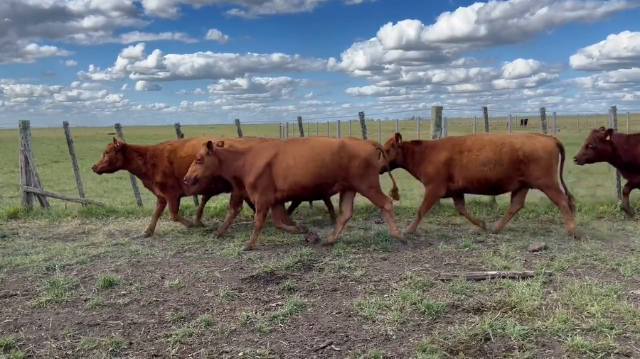 Lote Vacas Preñadas
