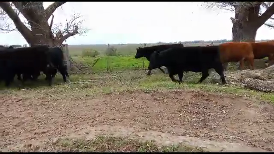 Lote 50 Vaquillonas Preñadas