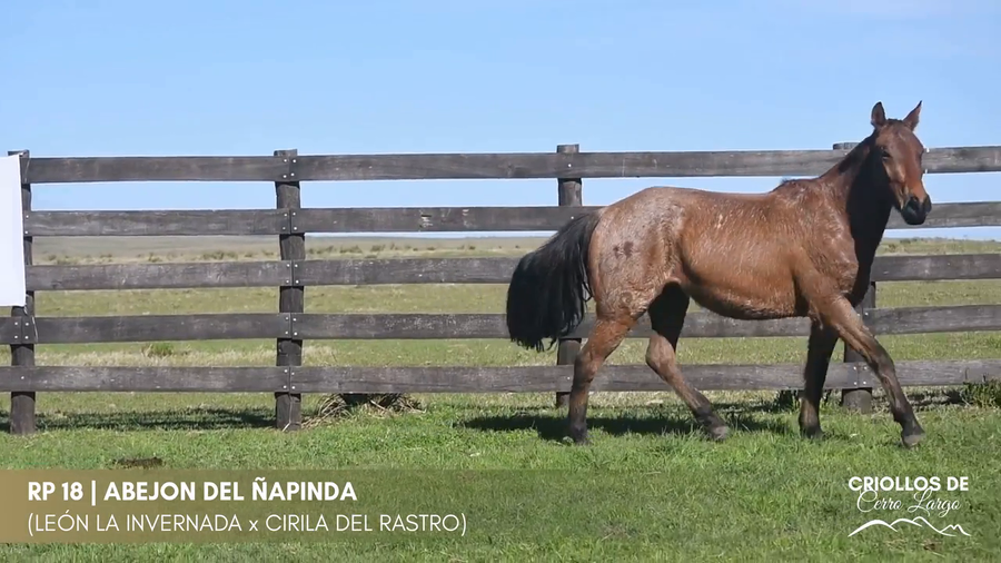 Lote Abejon del Ñapinda