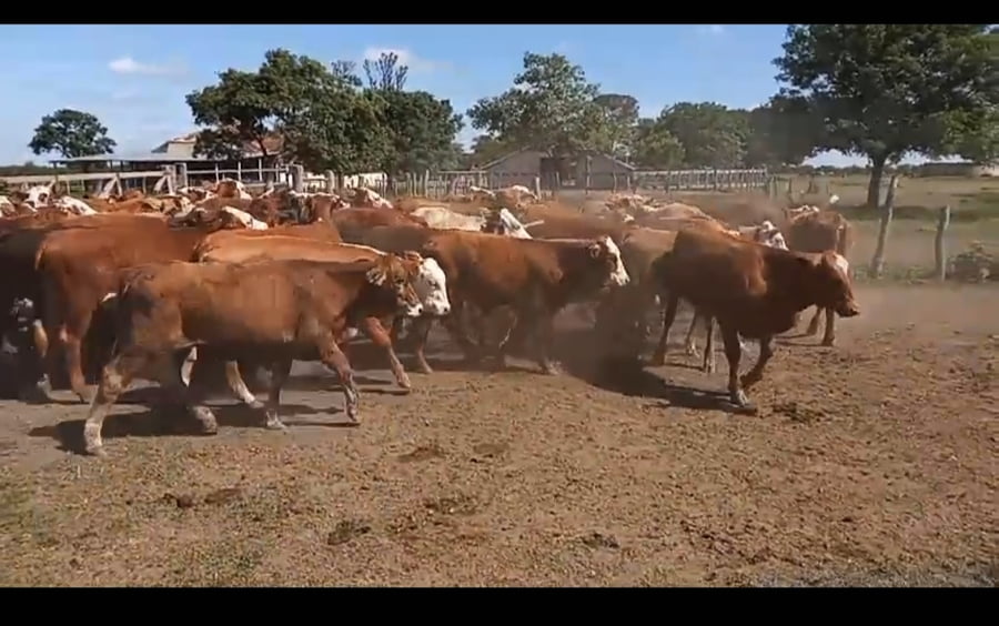 Lote 107 Terneros/as en Corrientes, Curuzú-Cuatiá