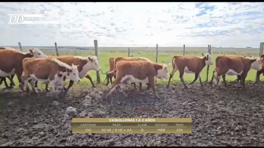 Lote 100 Vaquillonas 1 a 2 años 92 HE; 8 HEx AA a remate en 6º Expo Nacional Hereford 230kg -  en Paso del Horno