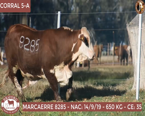 Lote Toro Braford Cabaña El Retiro