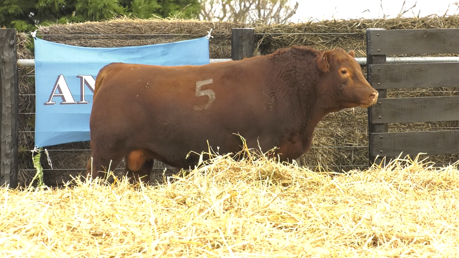 Lote TOROS ANGUS PURO CONTROLADO