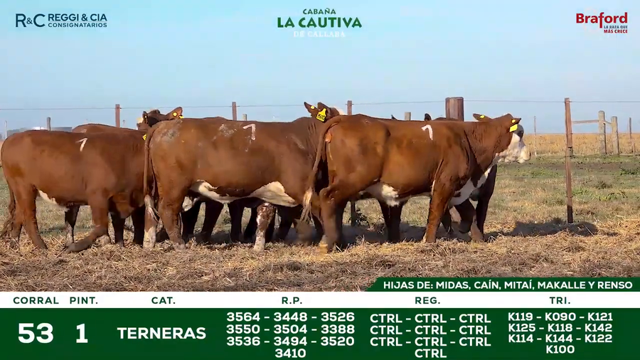 Lote TERNERAS BRAFORD CONTROLADAS SEÑAL 25   Cabaña La Cautiva