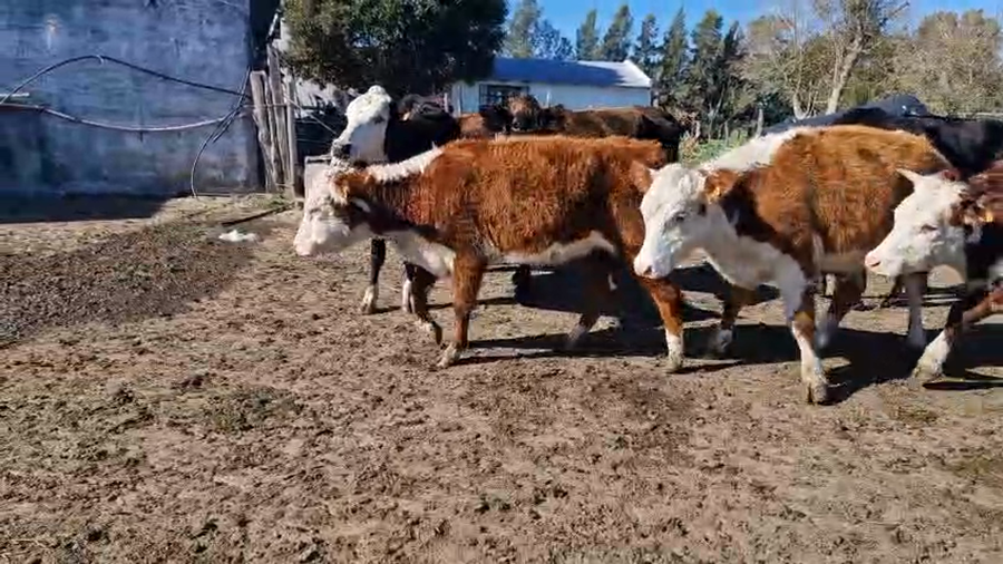 Lote 7 Vaquillonas  a remate en Pantalla Camy, San José