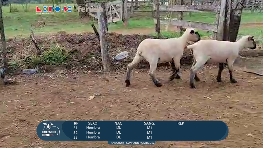 Lote LOTE 54 - CAMPO