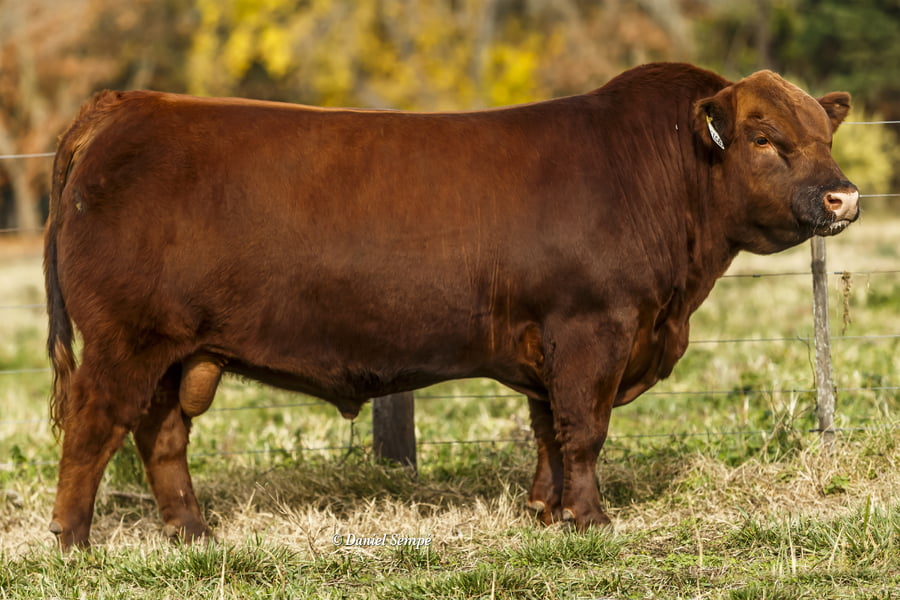 Lote TOROS PUROS DE PEDIGREE