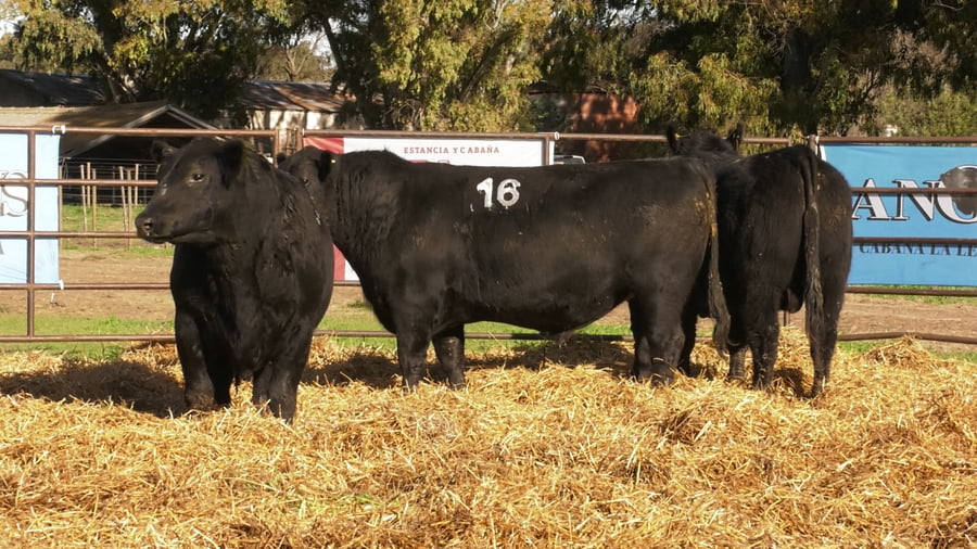 Lote TOROS ANGUS NEGROS PC