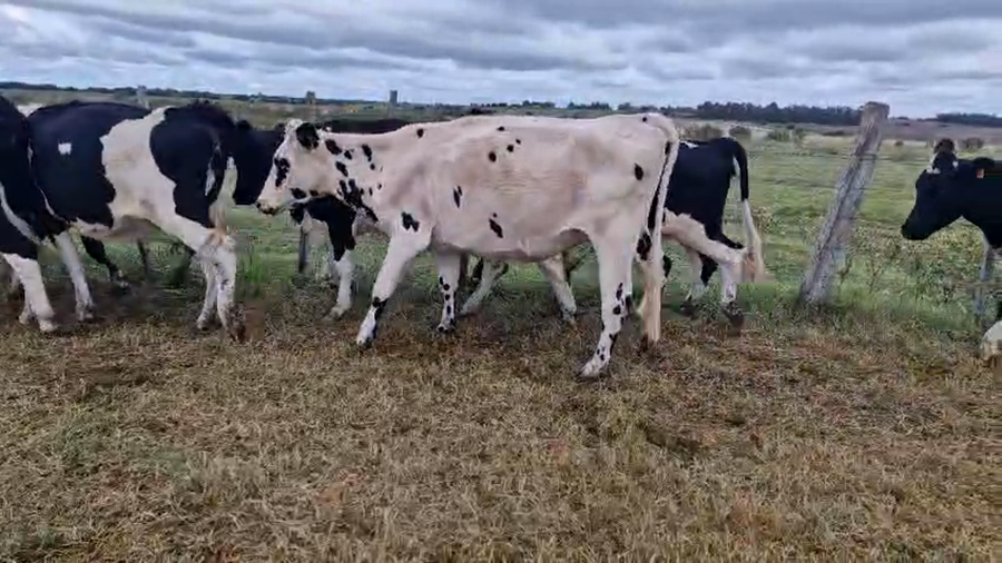 Lote 10 Vaca a remate en Pantalla Camy, San José