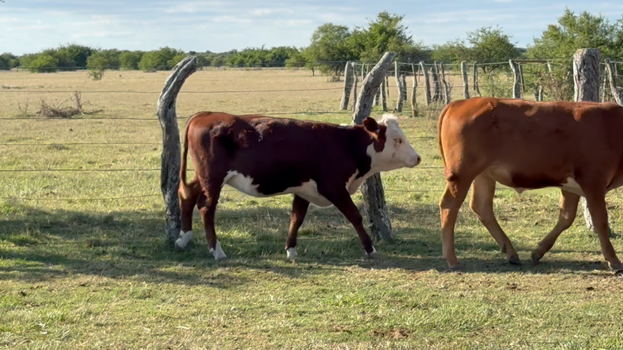 Lote 80 Terneros/as en Corrientes, Mariano I. Loza