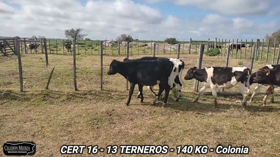 Lote 13 Terneros en Colonia