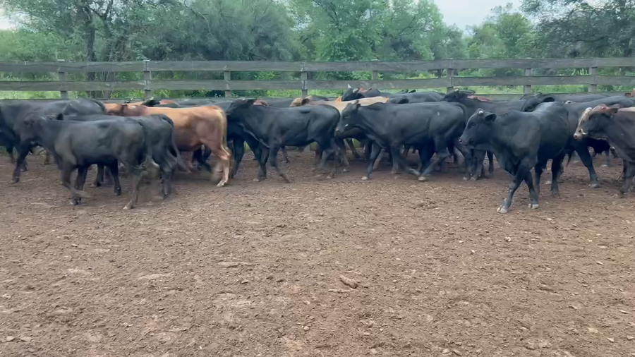 Lote 94 Terneros/as en Juan José Castelli, Chaco