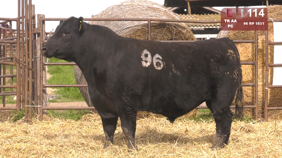 Lote TOROS ANGUS NEGROS  PC