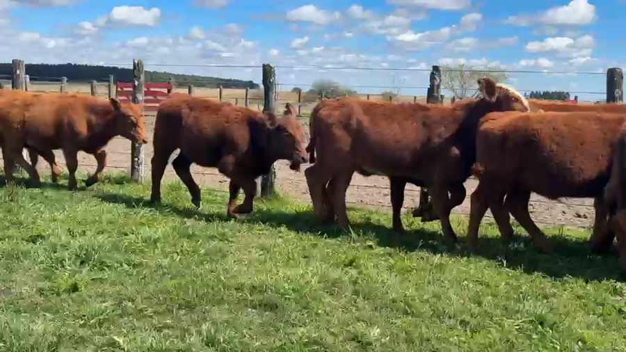 Lote 80 Terneros/as en Corrientes, Curuzu Cuatia