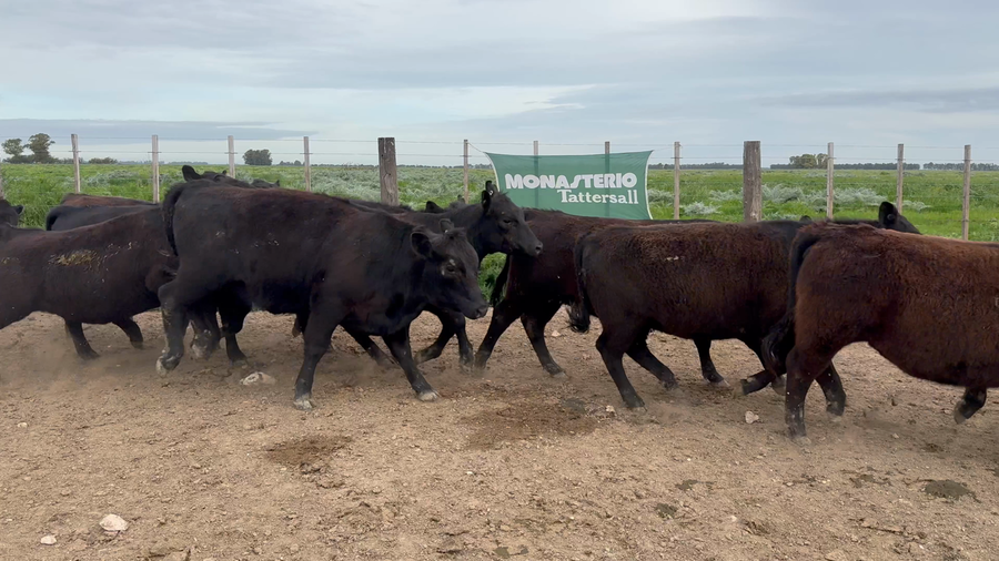 Lote 50 Vaquillonas en Coronel Dorrego