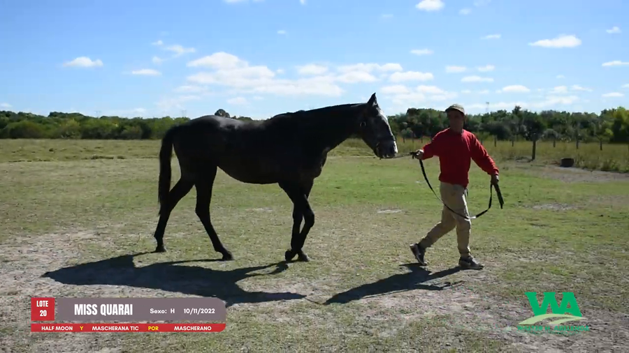 Lote MISS QUARAI