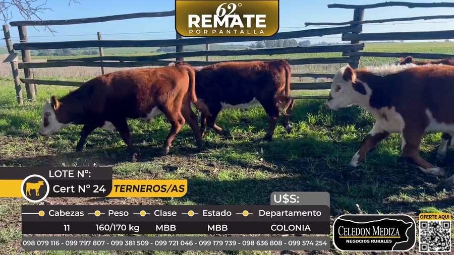 Lote 11 Terneros y Terneras en ruta 1, Colonia