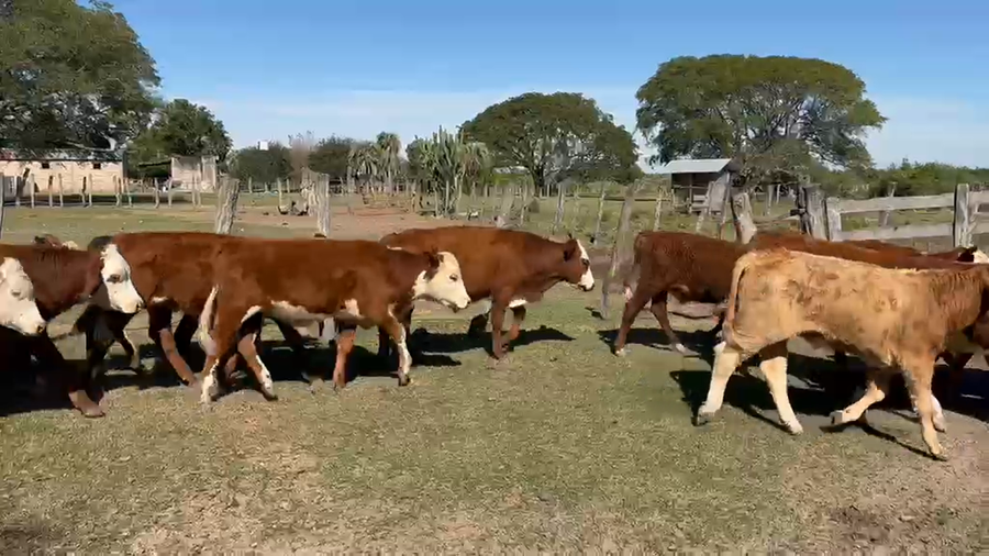 Lote 70 Terneros