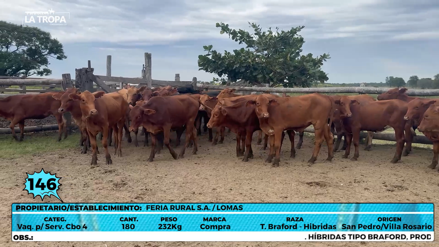 Lote LOTE 146