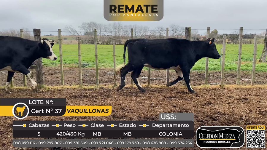 Lote 5 Vaquillonas  en La Horqueta, Colonia