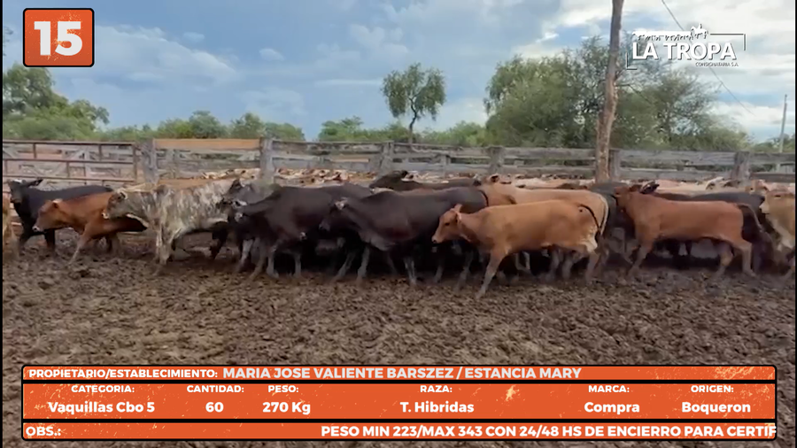 Lote LOTE 15